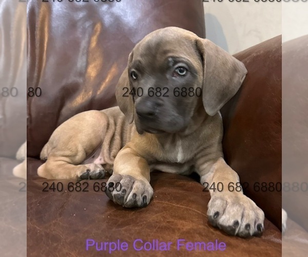Medium Photo #5 Cane Corso Puppy For Sale in LA PLATA, MD, USA
