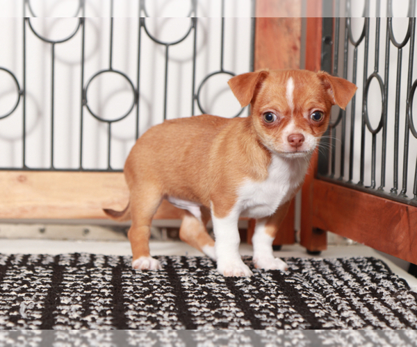 Medium Photo #2 Chihuahua Puppy For Sale in NAPLES, FL, USA