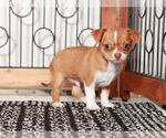 Small #1 Chihuahua