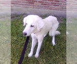 Small #1 Great Pyrenees