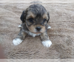 YorkiePoo Puppy for sale in HUDSON, MI, USA