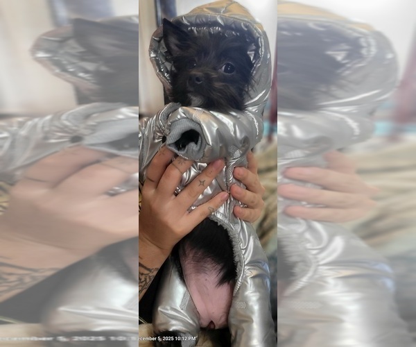 Medium Photo #3 Yorkshire Terrier Puppy For Sale in AKRON, OH, USA