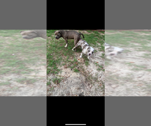 Alapaha Blue Blood Bulldog-American Bully Mix Litter for sale in AUGUSTA, GA, USA