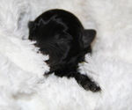 Puppy Josie Labrador Retriever