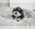 Small Photo #3 Morkie Puppy For Sale in LOS ANGELES, CA, USA