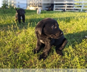 Golden Shepherd-Labrador Retriever Mix Puppy for Sale in GOSHEN, Indiana USA