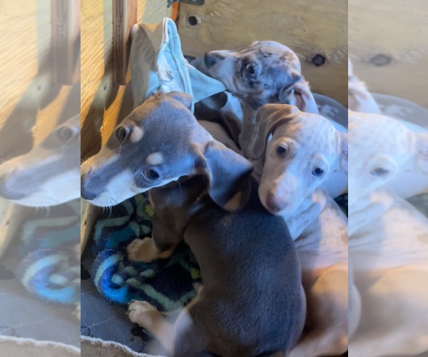 Medium Photo #12 Dachshund Puppy For Sale in LAKEBAY, WA, USA