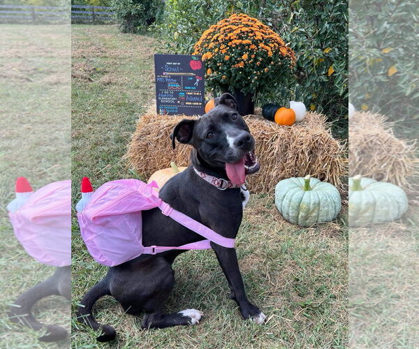 Medium Photo #29 American Pit Bull Terrier-Unknown Mix Puppy For Sale in Germantown, OH, USA