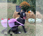 Small #28 American Pit Bull Terrier Mix