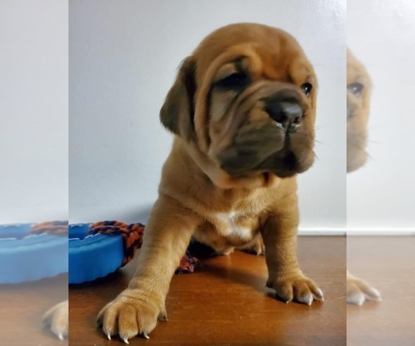 Medium Photo #2 Dogue de Bordeaux Puppy For Sale in ROYAL PALM BEACH, FL, USA