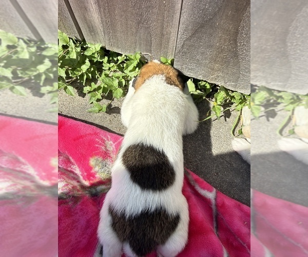 Medium Photo #2 Ausky-Great Pyrenees Mix Puppy For Sale in EDNA, TX, USA