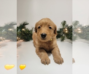 Golden Retriever Puppy for sale in GOODYEAR, AZ, USA