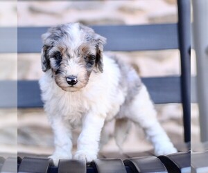 Bernedoodle (Miniature) Puppy for sale in NEW HOLLAND, PA, USA