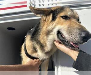 German Shepherd Dog-Unknown Mix Dogs for adoption in Houston, TX, USA