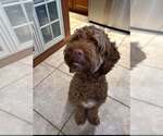 Small #7 Miniature Labradoodle