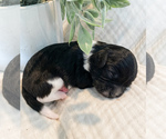 Small Photo #22 Cavapoo Puppy For Sale in MARQUAND, MO, USA