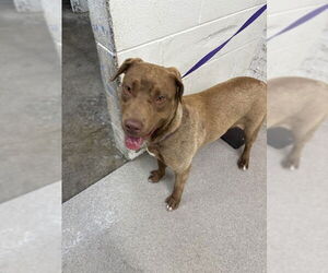 American Pit Bull Terrier-Labrador Retriever Mix Dogs for adoption in San Bernardino, CA, USA
