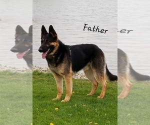 Father of the German Shepherd Dog puppies born on 12/05/2019