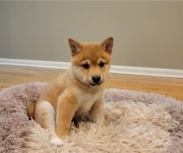 Medium Photo #4 Shiba Inu Puppy For Sale in CARPENTERSVILLE, IL, USA