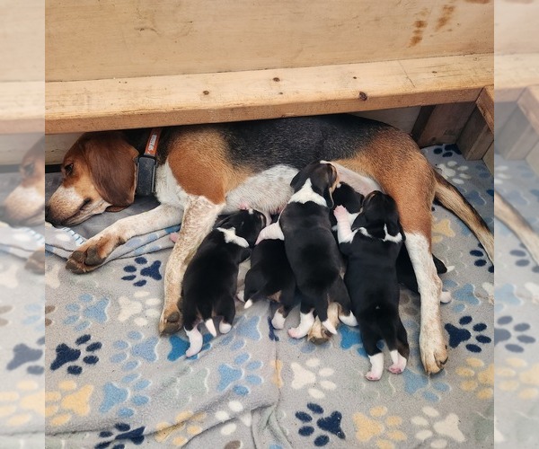 Medium Photo #1 Beagle Puppy For Sale in MINERAL POINT, WI, USA