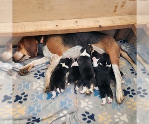 Beagle Puppy for Sale in MINERAL POINT, Wisconsin USA