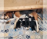 Small Beagle