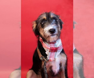 Rusty - Male Border Terrier-Unknown Mix Dog for Adoption - Photo #2