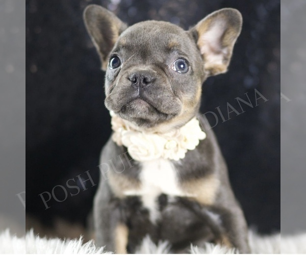 Medium Photo #73 French Bulldog Puppy For Sale in WARSAW, IN, USA