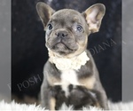 Small Photo #73 French Bulldog Puppy For Sale in WARSAW, IN, USA