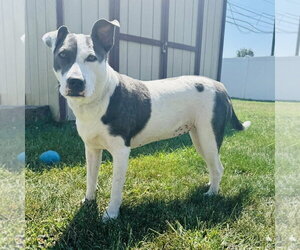 Carnation - Female American Pit Bull Terrier-Unknown Mix Dog for Adoption - Photo #29