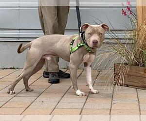 Medium American Pit Bull Terrier