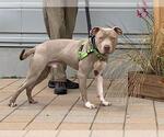 Small American Pit Bull Terrier