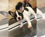 Small Photo #4 French Bulldog Puppy For Sale in JOHNSTON, RI, USA