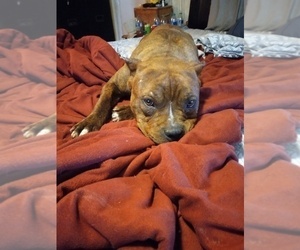 Mother of the American Bully puppies born on 11/23/2021