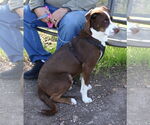 Small #2 Australian Shepherd Mix