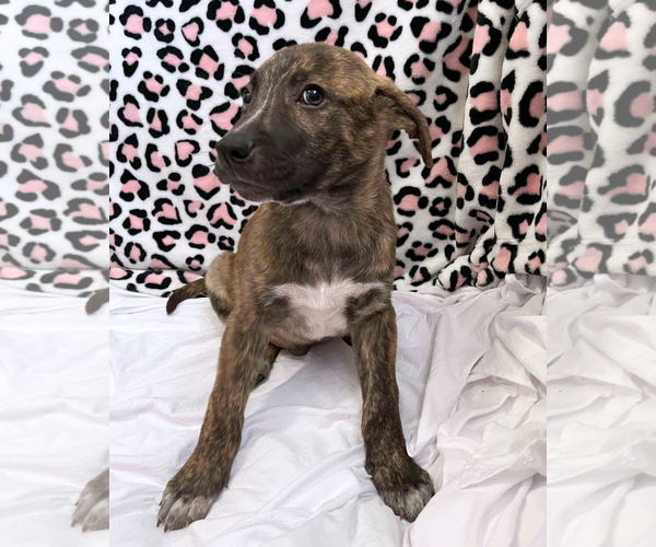 Medium Photo #10 Labrador Retriever-Plott Hound Mix Puppy For Sale in McDonough, GA, USA