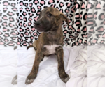 Small #9 Labrador Retriever-Plott Hound Mix