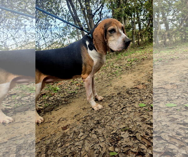 Medium Photo #1 Mutt Puppy For Sale in Jackson, MS, USA