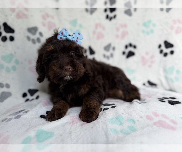 Medium Photo #5 Cock-A-Poo Puppy For Sale in LAKELAND, FL, USA