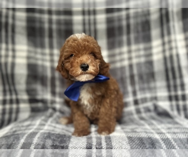 Medium Photo #8 Cavapoo Puppy For Sale in LAKELAND, FL, USA