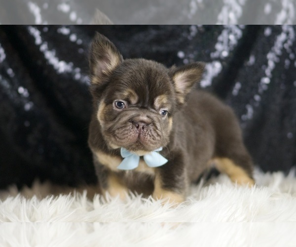 Medium Photo #3 French Bulldog Puppy For Sale in WARSAW, IN, USA