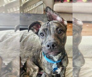 Boxer-Unknown Mix Dogs for adoption in Minneapolis, MN, USA