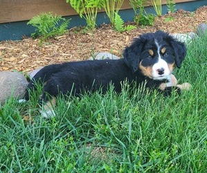 Bernese Mountain Dog Puppy for sale in MASON, WI, USA