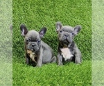 Small #7 French Bulldog