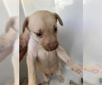 Small Labrador Retriever Mix