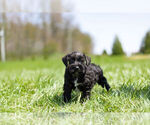 Small Photo #8 Schnauzer (Miniature) Puppy For Sale in WARSAW, IN, USA