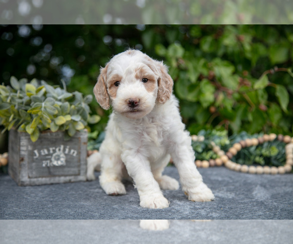 Medium Photo #2 Goldendoodle (Miniature) Puppy For Sale in WOLCOTTVILLE, IN, USA