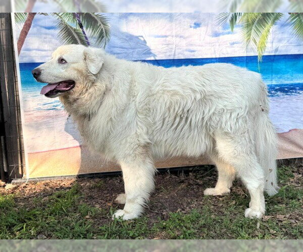 Medium Photo #12 Great Pyrenees Puppy For Sale in Spring, TX, USA