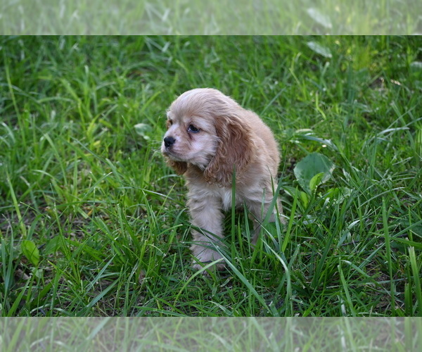 Medium Photo #2 Cocker Spaniel Puppy For Sale in AVALON, MO, USA