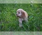 Small #1 Cocker Spaniel